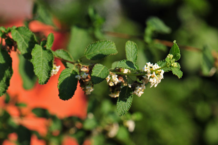 Mexican Oregano is a large shrub that may reach 8 feet or more. Lippia graveolens 